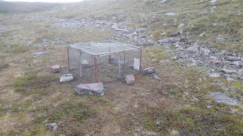 Vegetasjonsbur på Varangerhalvøya